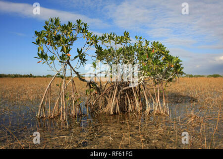 Dwarf Mangroves Trees of Everglades National Park, Florida, in afternoon light. Stock Photo