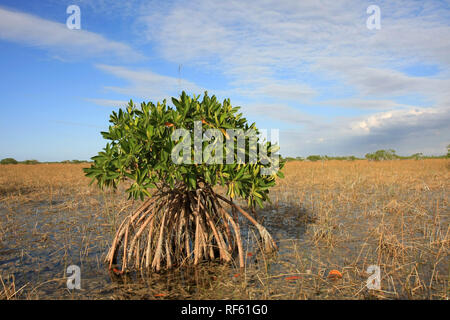 Dwarf Mangroves Trees of Everglades National Park, Florida, in afternoon light. Stock Photo