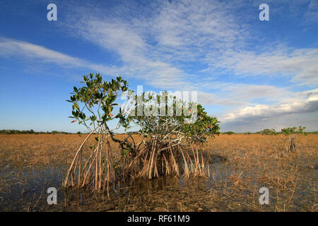 Dwarf Mangroves Trees of Everglades National Park, Florida, in afternoon light. Stock Photo