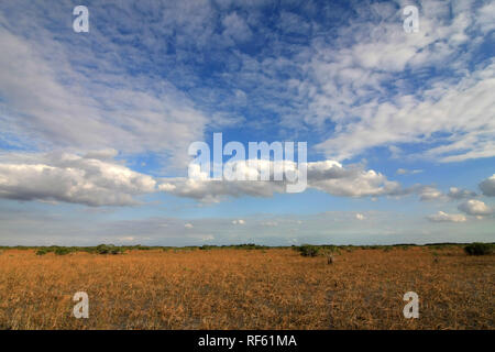 Dwarf Mangroves Trees of Everglades National Park, Florida, in afternoon light. Stock Photo