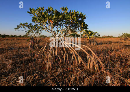 Dwarf Mangroves Trees of Everglades National Park, Florida, in afternoon light. Stock Photo