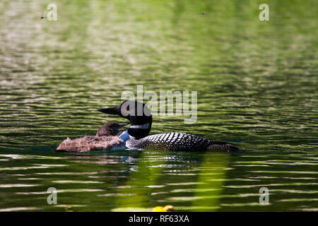 Mom and baby loon (Gavia) swimming in lake Stock Photo