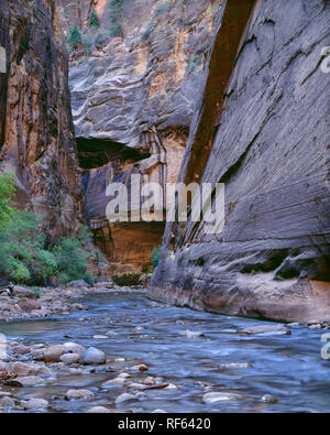 USA, Utah, Zion National Park, Steep, sandstone walls rise on all sides of the North Fork Virgin River in The Narrows. Stock Photo