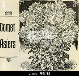 . Michell's highest quality seeds, bulbs, plants &amp;c.. Nursery stock Pennsylvania Philadelphia Catalogs; Flowers Seeds Catalogs; Vegetables Seeds Catalogs; Plants, Ornamental Catalogs; Agricultural implements Catalogs. Branching Asters (Semple's True Strain) from a Photograph. Asters (Queen Margaret) There is no flower which combines so much beauty and variety of habit and shape, with such brilliancy and richness of color, as this; it is splendid for bedding, bordering or pot culture. Give it rich soil and plenty of water for the best results. The seed we offer has been saved from the very  Stock Photo