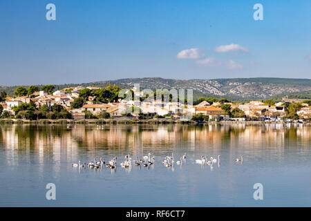 Wild flamingos in calm water of Peyriac-de-Mer in France Stock Photo