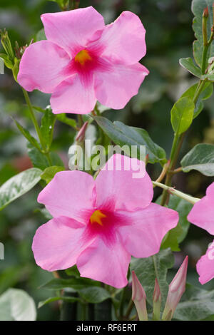 Mandevilla 'Alice du Pont' flowers. Stock Photo