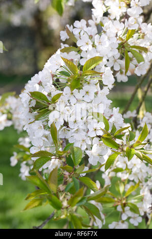 Prunus avium. Sweet Cherry 'Williams seedling' blossom. Stock Photo