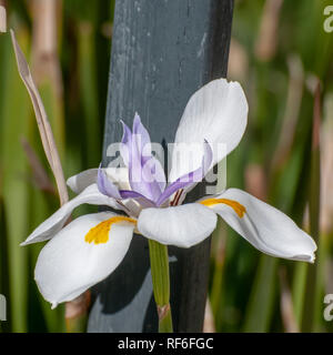 Dietes grandiflora (common names are large wild iris, fairy iris) native South Africa common in gardens around the world. Photographed in Israel in Fe Stock Photo