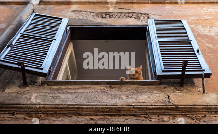 Sleepy ginger cat lying on a window with shutters of old house in Rome. Stock Photo