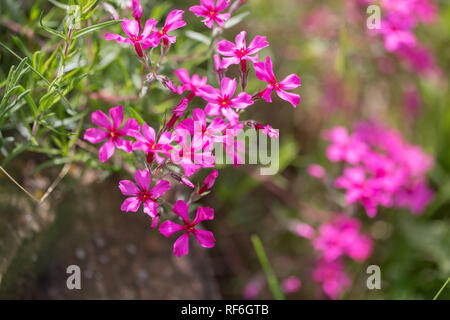 Purple flowers of a styloid phlox in the spring. Siberian country house Stock Photo