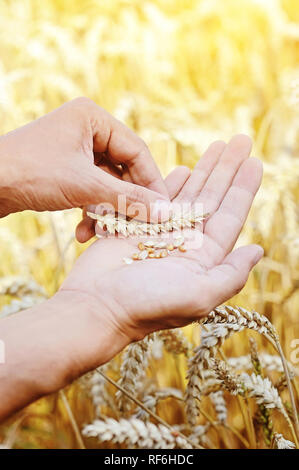 Ripe golden wheat ears in her hand the farmer Stock Photo