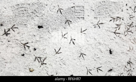 Path From Bird Tracks on White Snow in Winter, Crow Footprints in Snow. Bird Trail on Pure White Snow. Trail of Crows in the Snow. Stock Photo