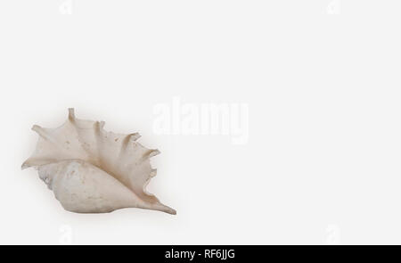big white shell on a shelf isolated on white background Stock Photo