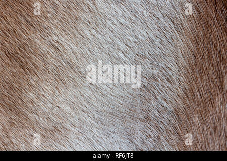Reindeer fur background texture. Natural material pattern. Stock Photo