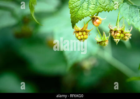 Unripe clusters of wild raspberry berries with dried buds on them close-up over summer juicy dark green foliage background with copy space. Stock Photo