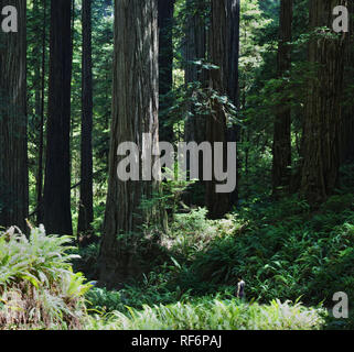 Girl Dwarfed by the giant redwood forest Stock Photo