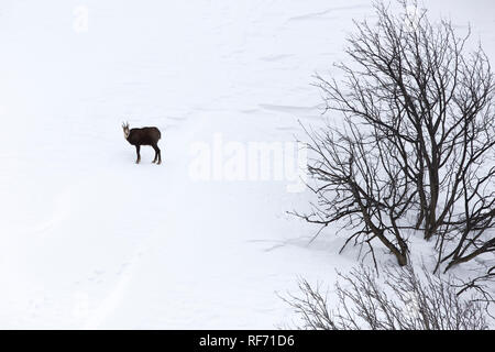 Baby Chamois In Nature Photograph by Ioan Panaite - Fine Art America