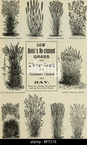 . Buist's garden guide and almanac : 1902. Nursery stock Pennsylvania Philadelphia Catalogs; Vegetables Seeds Catalogs; Flowers Seeds Catalogs. BUIST'S GARDEN GUIDE.. KENTUCKY Bi,UE GRASS. RED TOP. ITALIAN RYE GRASS. MEADOW FESCUE. Please note that these images are extracted from scanned page images that may have been digitally enhanced for readability - coloration and appearance of these illustrations may not perfectly resemble the original work.. Robert Buist Company; Henry G. Gilbert Nursery and Seed Trade Catalog Collection. Philadelphia, Pa. : Robert Buist Company Stock Photo