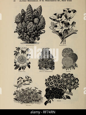 . Alfred Bridgeman seeds. Nursery stock New York (State) New York Catalogs; Vegetables Seeds Catalogs; Flowers Seeds Catalogs; Fruit Seedlings Catalogs; Gardening Equipment and supplies Catalogs. . Please note that these images are extracted from scanned page images that may have been digitally enhanced for readability - coloration and appearance of these illustrations may not perfectly resemble the original work.. Alfred Bridgeman (Firm); Bridgeman, Alfred; Henry G. Gilbert Nursery and Seed Trade Catalog Collection. New York : : Alfred Bridgeman