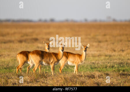 Puku, Kobus vardonii, are a species of antelope threatened due to decreasing habitat; they thrive in wet grasslands in Kafue National Park, Zambia Stock Photo