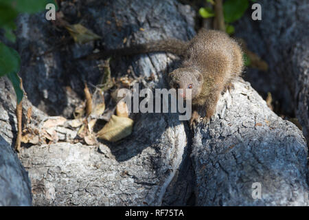 Dwarf mongoose, Helogale parvula, are highly social and territorial animals; this one lived with its family in a hollow tree in Hwange National Park Stock Photo