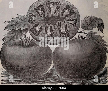 . Price list and descriptive catalogue. Nursery stock Kansas Lawrence Catalogs; Vegetables Seeds Catalogs; Flowers Seeds Catalogs; Grasses Seeds Catalogs; Fruit Seedlings Catalogs; Agricultural implements Catalogs. TOMATOES—Continued, FAVORITE. It is the largest perfect shaped tomato 1, cultivation. It has no green core, is as smooth as a apple, never cracks after ripening. It is a brilliant dar glossy-red color, ripening all over and through evenh It has not so much early ripe fruit as some varieties bi it bears continuously till frost. Pkt. 5c., oz. 20c. « It 60c, lb. $2. ] BEAUTY. The color Stock Photo