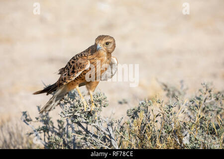 Greater Kestrel (Falco rupicoloides) Stock Photo