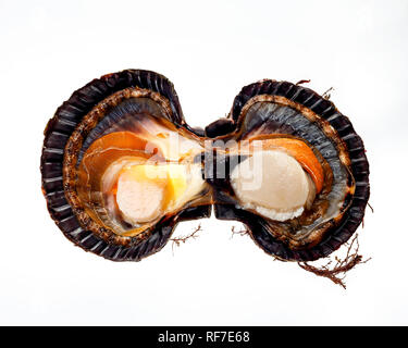 norvegian scallop on a white background Stock Photo