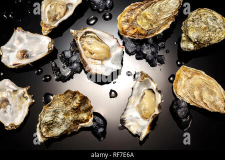 Oysters with melting ice on black background with white gradient Stock Photo