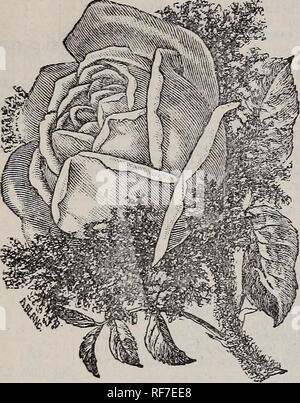 Featured image of post Normal Rose Drawing / Free step by step easy drawing lessons, you can learn from our online video tutorials and draw your favorite characters in minutes.