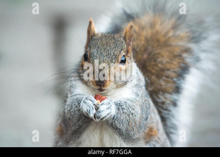 Brown squirrel eating nut closeup fluffy zoom on green grass Stock Photo
