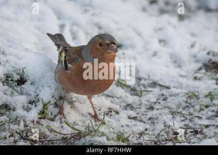 close up portrait of a male chaffinch standing on  snow covered grass looking for food Stock Photo