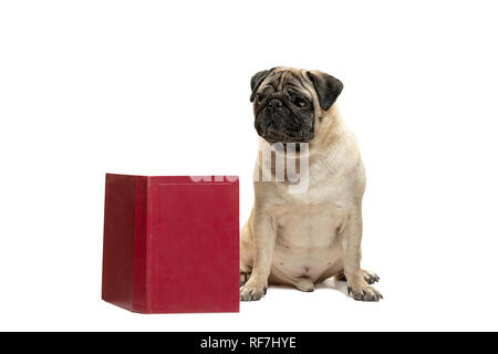 The smart intelligent pug puppy dog sitting down between piles of books isolated on white background Stock Photo