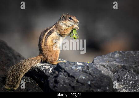 Barbary ground squirrel (Atlantoxerus getulus) in Fuerteventura Spain Stock Photo