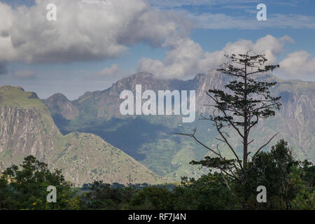 The Mulanje Cedar, Widdringtonia whytei, is the national tree of Malawi but is critically endangered due to its small habitat atop a single mountain,  Stock Photo