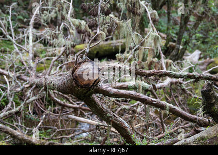 Mulanje Cedar, Widdringtonia whytei, the national tree of Malawi, is critically endangered due to small habitat on a single mountain and poaching Stock Photo