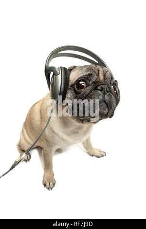 The dog listening to music in headphones. Pug Dog isolated on white studio background Stock Photo