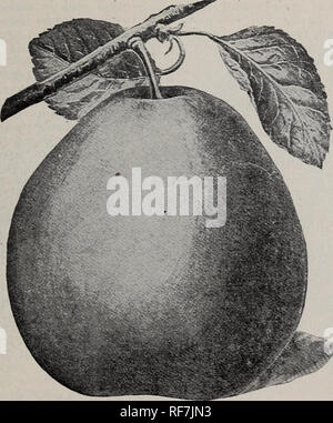 . Complete descriptive catalogue of fruit, shade and ornamental trees : grapes, small fruits, roses, shrubs, climbing vines, etc.. Nursery stock Washington (State) Toppenish Catalogs; Fruit trees Seedlings Catalogs; Fruit Catalogs; Trees Seedlings Catalogs; Shrubs Catalogs; Flowers Catalogs. FRUIT DEPARTMENT—PEARS 23 SUMMER PEARS—Continued Wilder. Handsome, melting, sweet, pleasant and of the best quality for an early Pear. One of the best keeping early Pears. AUTUMN PEARS Bessemianka. From Russia. Fruit of fair quality. Tree is extremely hardy; valuable for the North, where other varieties ca