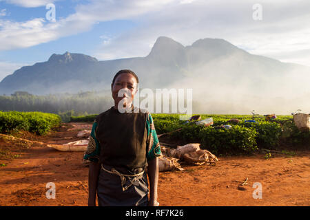 A tea picker worker poses for a portrait on a tea estate at the foot of Mount Mulanje Massive, in Southern District, Malawi. Tea is a key cash crop. Stock Photo