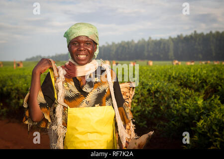 A tea picker worker poses for a portrait on a tea estate at the foot of Mount Mulanje Massive, in Southern District, Malawi. Tea is a key cash crop. Stock Photo