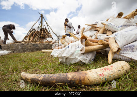 Workers stack confiscated elephant ivory into a pile to be burned in an official ceremony outside parliament in Lilongwe, Malawi Stock Photo