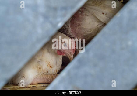 Distressed and exhausted broiler chicken in transport crate on live ...