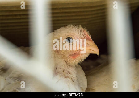Distressed and exhausted broiler chicken in transport crate on live ...