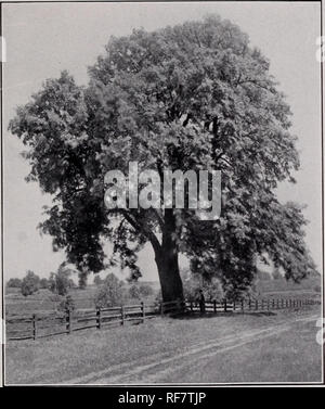 . More specialties. Nursery stock Pennsylvania Philadelphia Catalogs; Nurseries (Horticulture) Pennsylvania Philadelphia Catalogs; Plants, Ornamental Catalogs; Trees Seedlings Catalogs; Shrubs Catalogs; Flowers Catalogs. MORE SPECIALTIES of the ANDORRA NURSERIES. American Linden near Andorra American Linden ( Tilia Americana) One of our large-growing native trees, suitable for park or avenue planting. It makes a rapid growth and is a fine stately tree; when given room it spreads freely, forming a rounded head and casting a dense, cool shade. The leaves are large and cordate; flowers yellow and Stock Photo