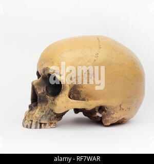 Sideview of a human skull on the white background, isolated Stock Photo