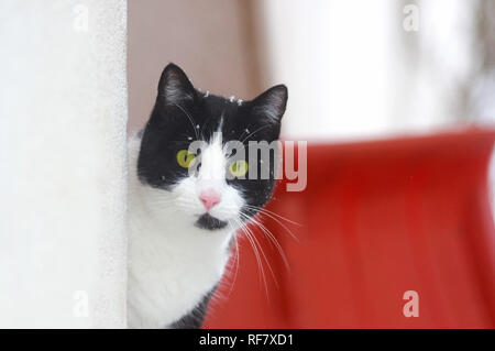 black and white cat with some snow flakes on its head is looking around a corner, red snow shovel in the background Stock Photo
