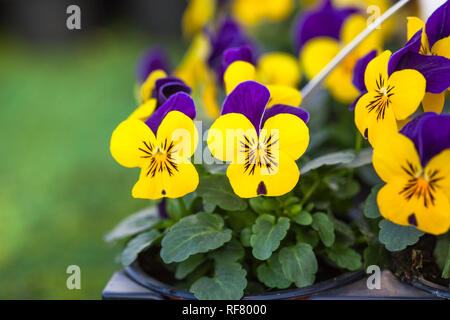 Pretty colourful violet and yellow flowers of garden pansy seedlings (Viola tricolor) in small pots on sale in garden centre Stock Photo