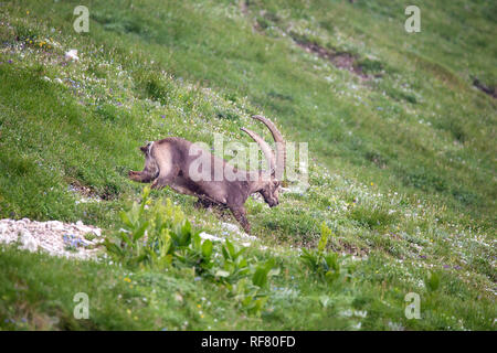 Alpine ibex (Capra ibex) perched on rock Stock Photo