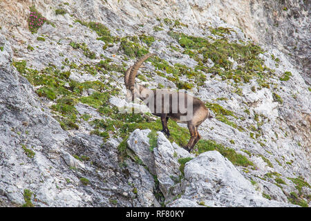 Alpine ibex (Capra ibex) perched on rock Stock Photo