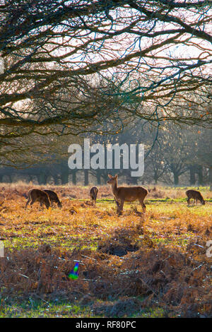 Group of Red Deer hinds grazing in woodland clearing in eary morning winter sunshine, Richmond, London, 2019 Stock Photo